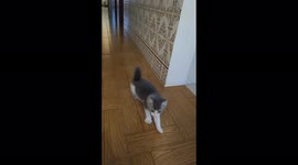 Little cat Snow running and jumping