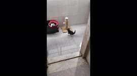 Little cat Snow fighting a soft ball and running away