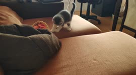 Little cat Snow playing with a pillow at the couch