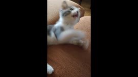 Little cat Snow playing with a strip from my dress