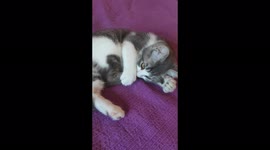 Little cat Snow sucking his paw and making cute noises