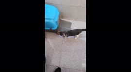 Little cat Snow playing with a ball made of a paper bag