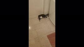 Little cat Snow playing with a ball made of a paper bag