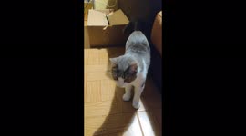 Young cat Snow playing with a card box