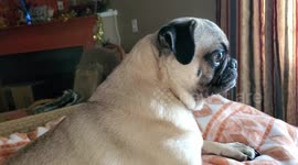 Smart Pug Understands Counting and Shows Amazing Restraint!