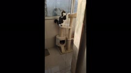 Cat Snow playing at his cat playground