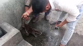 Otter spotted amid park in central India