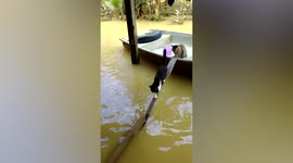 Two adorable cats walk on plank to cross flood in Malaysia