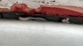 Albino common wolf snake rescued from home in central India