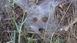 Very spooky spider webs on the edge of a paddy field in rural Thailand.