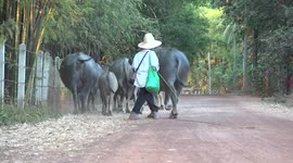 Thai farmers with a herd of water buffaloes and chickens on a quite country road.