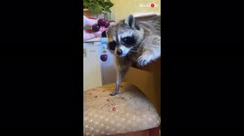 Adorable raccoon munches on juicy cherries