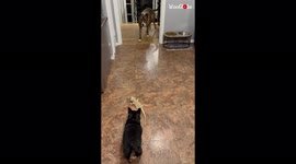 'Caring dog watches over SMOL bearded dragon '