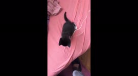 Panter the cat in his early kitty days playing with his tail