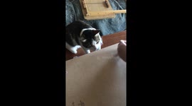 Henry the kitty decides to help his mom hammer the nails and help build the bookshelf