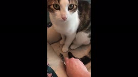 Henry the kitty decides he really needs the nail clippers even though mom says no