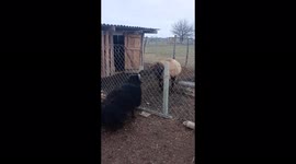 Two breeds of sheep headbutt each other despite being separated by fence