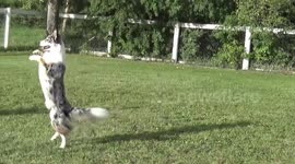 Award-winning pooch sniffs out success in UK after global success performing tricks