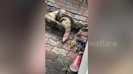 Shocked woman finds python eating monitor lizard in her back garden