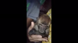 Baby monkey want cuddle, she want to make her a baby. So I get her and talk like a human.