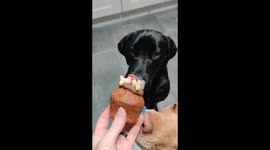 Puppy steals his birthday cake and doesn't want to share