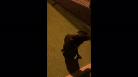 dog eli ❤️❤️❤️❤️