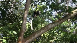 STRANGE THINGS ABOUT BLACK AND WHITE MONKEYS DISPLAYING IN THEIR NATURAL ENVIRONMENT