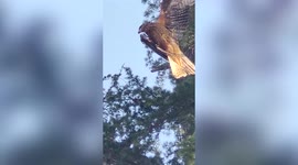 Hawk trapped in kite string rescued by firefighters in northern India