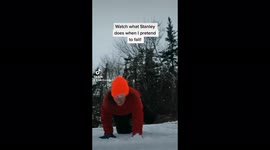 Heroic dog darts to his walkers side when she pretends to fall