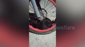 Puppy saved after getting stuck in motorcycle wheel