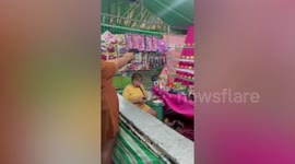 Carnival-goer makes perfect score in fairground coconut shy shooting game