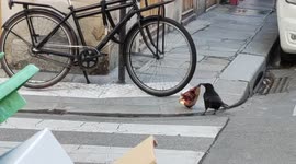Growing dirt in Paris shocks tourists and inhabitants every year. Crow enjoying a bag of crisps in Paris. Rue Charlot. 14 march 2022