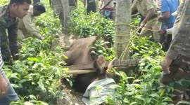 Sophisticated bison wanders into tea garden in eastern India