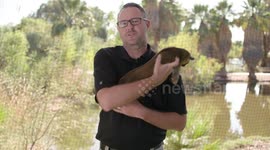 These Amazing Animals Known as Kinkajous Do This Amazing Thing to Climb Down Trees