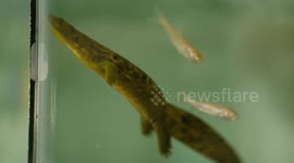 Get metal with the hellbender salamander