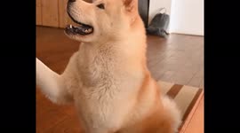 dog and cat animal short cut movie