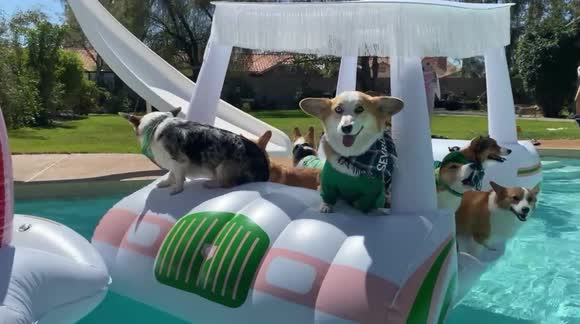 Corgis chill on a floating car on a pool in Arizona ahead of St Patrick's Day