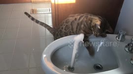 Ella the Bengal cat is addicted and loves to play in water and splash in the bidet