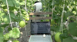 Robot etches customised drawings onto MELONS at farm in Thailand