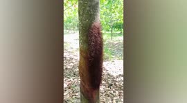 Hundreds of spiders form clump together on tree trunk