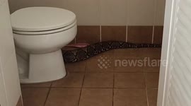 Massive python found stretched out in family's toilet in Thailand
