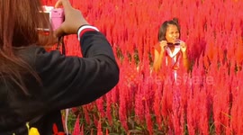 Farmer transforms plantation into colourful fields of flowers in Thailand