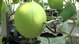 Satisfying footage of robot engraving customised designs onto MELONS