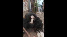 The ostrich dances when it sees the phone camera lens