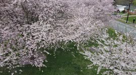 Above Cherryblossoms and revealing the landscape