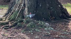 Wild bird hangs out with a family of squirrels - both looking for food!!