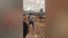 Locals watch cows race each other at temple fair in Thailand