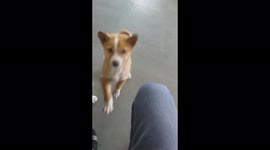 dogs from IIT Guwahati India, that mother gave birth to four puppies