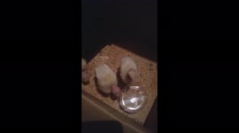 i have been scammed by this one guy, he told me that it's a baby turkeys