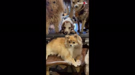 'Pack of Antique, HYPER-REALISTIC taxidermied dogs (+ a lion) on display at an auction '